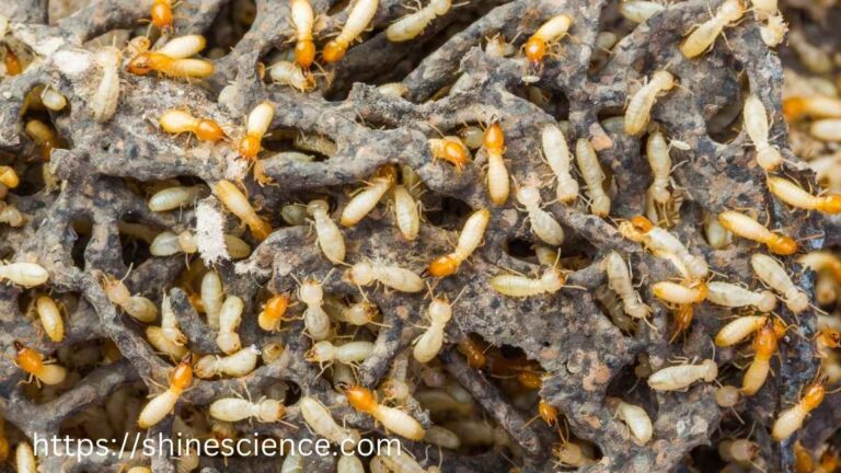 Never Underestimate the Power of Termites